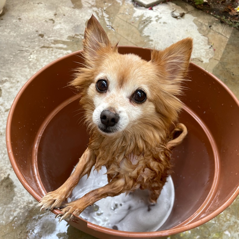 Meet your Posher, Chrissy